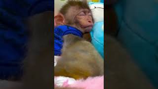 zuzu monkey wakes up