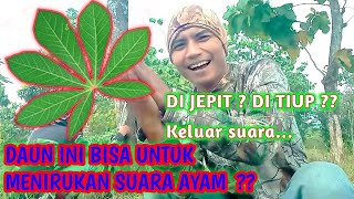 🔥🍀 CARA MEMANGGIL AYAM HUTAN PAKAI DAUN - crib Hunter  ( 2022 )