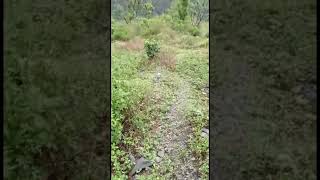 Land for sale in rishikesh only 6 lakh per nali #realestate #forsale #land #foryou #rishikesh