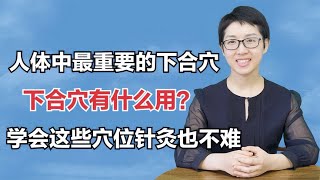 人体中最重要的下合穴，下合穴有什么用？学会这些穴位针灸也不难