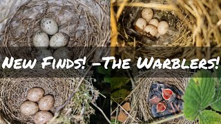 Whitethroat | Willow Warbler | Blackcap & MORE! Bird Nest Walk - New Finds!