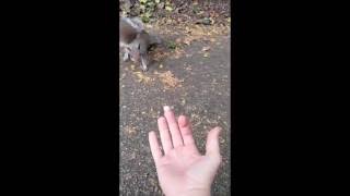 Squirrel Feeding in Russell Square