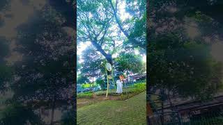 Sejuknya Taman Cilamaya Cideng #kurniawaninot #shortsfeed #shorts #shortvideo #taman #cilamaya #inot