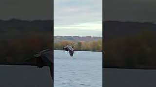 Great Blue Heron Flies Away #shorts