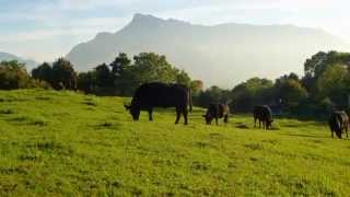 Mönchsberg ♫ Salzburger Stier- & Kuhwiese