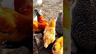 #chicken #animals #farming #poultry #shorts #youtubeshorts #video