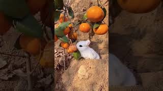 Rabbit @CrisSunLife #rabbit #nature #fruit