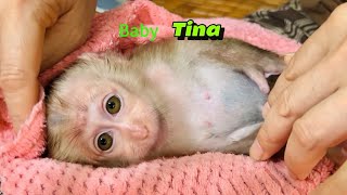 Mom bathes and changes baby monkey Tina's diaper every morning.