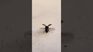 Leaf Beetle (Family Chrysomelidae) Takeoff