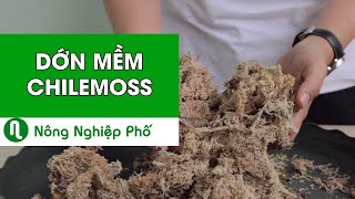 DỚN MỀM CHILE MOSS TRỒNG LAN | nongnghieppho.vn