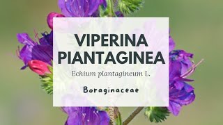 VIPERINA PIANTAGINEA - Purple Viper's Bugloss