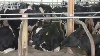 Straight Talk with a Dairy Vet: Cow Care