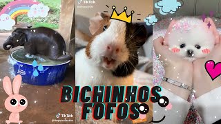 FOFURA DE BICHINHOS NO TIKTOK | Sra Curiosa