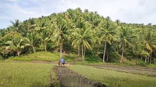 #farmer #riceplanting