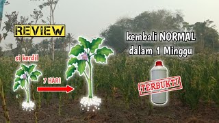 Review Pupuk Ajaib " TEMBAKAU "