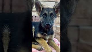 🔔🐾Snuggle Squad Alert: Puppies at Petland Kennesaw❣️#puppies #newarrivals #puppiesforsale #shorts