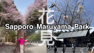 How to go to Sapporo Maruyama Park/Cherry Blossoms/Hokkaido Jingu