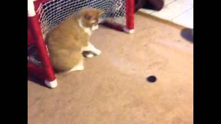 Goalie Cat - Funny Vine!