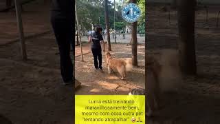 Golden treinando na praça e outra cachorrinha como distração 😁