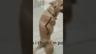 wen i think im polular meme #funny #memes #doglovers