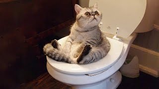 1 HOUR Funny Moments of Cats | Funny Video Compilation - New Funny Cats Moments 😸