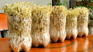 How to grow Mung Bean Sprouts at home easily, harvest after 3 days