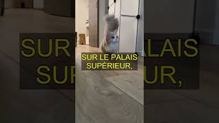 Si vous vous abonnez à la chaîne, rendez un chat plus heureux.