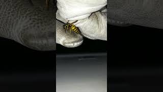 wasp stings and dies!!!