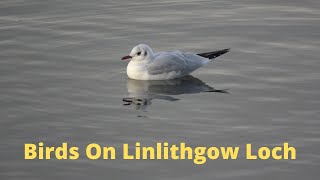 Birds On Linlithgow Loch