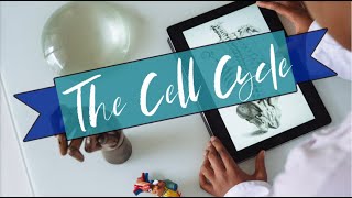 The Cell Cycle - Definition, Phases, Purpose, Duration