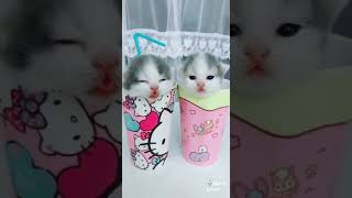 Cute Cat Video | Cute Cat WhatsApp Status Video