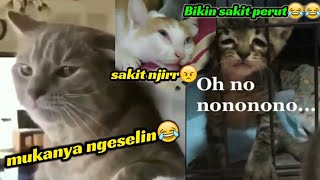 #Part2 NGAKAK..TAHAN TAWA!!! KUMPULAN VIDEO KUCING LUCU, UNCHHH GUMUSHH😂