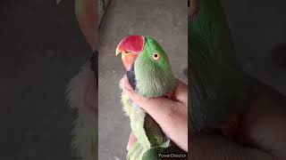 Raw male parrot with natural voice | #parrot #talkingparrot #shorts #ytshorts #birdslover