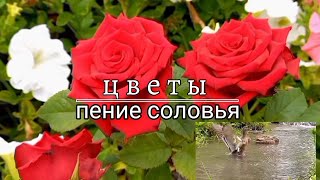 Избавит от Тревоги и Улутшит Настроение 🍓ПЕНИЕ СОЛОВЬЯ #музыкадлясна