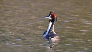 great crested crebe slow mo