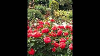 Beautiful Rose Garden Ambient ‘Keisei Rose Garden’ Yachiyo City, Chiba, Japan🌹#Flowers #Rose #garden