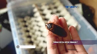 Ternak Kecoa untuk Dimakan? ~ BERIMAN "Berita Islami Masa Kini" 30 November 2017