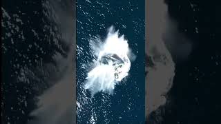 Feb 19 International Whale Day Gorgeous Whales! 🐋💙🐬🦈🤿🌊#shorts #shortsfeed #viralvideo #trending