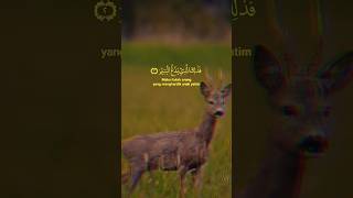 Al quran  sakoon k leye #shortvideo #shortsviral #shorts #youtubeshorts