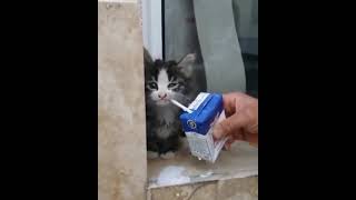 Kitten drinking milk.