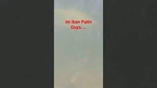 Ikan Patin