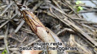 Hujan reda belut disini mengganas/ Mancing belut disini batik semua #SF138 Eel fishing