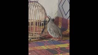 Birds video | Chakor Ki Awaz | Patridge voice #shorts #shortvideo #chakor#birds