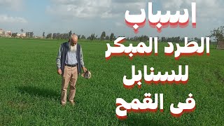 الطرد المبكرللسنابل فى القمح /عايز تعرف ايه اهم الاسباب د/عبدالسلام الشناوى يجيب على التساؤلات