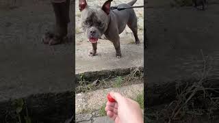 American Bully (chups)