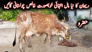 Beautiful Pure Cholistani And Cholistani Cross Milking Cows For Sale By Rehan || My Life Channel