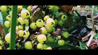 Jungle fruits