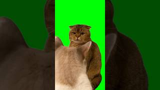 Green Screen Judgy Cat Meme