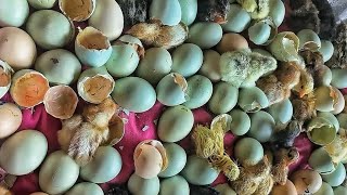 Mini Zoo | Chicks Hatching in Incubator from Blue and Green Eggs