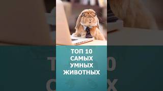 Топ 10 самых умных животных #шорт #шортс #ютубшортс #умныеживотные #животные #shorts #познавательное